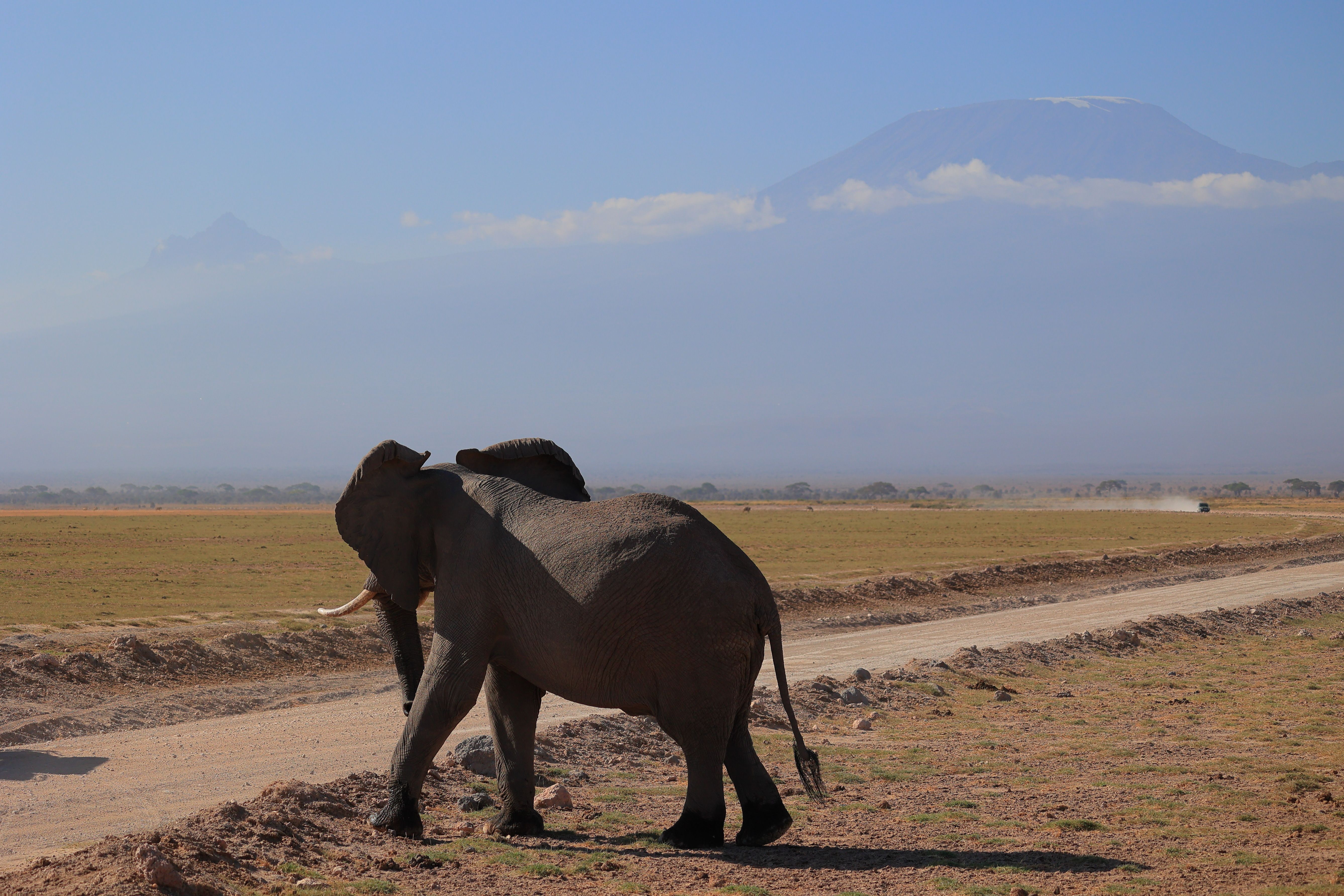Elephant in Amboseli