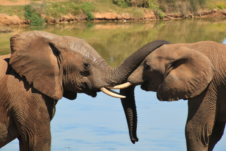 Elephants