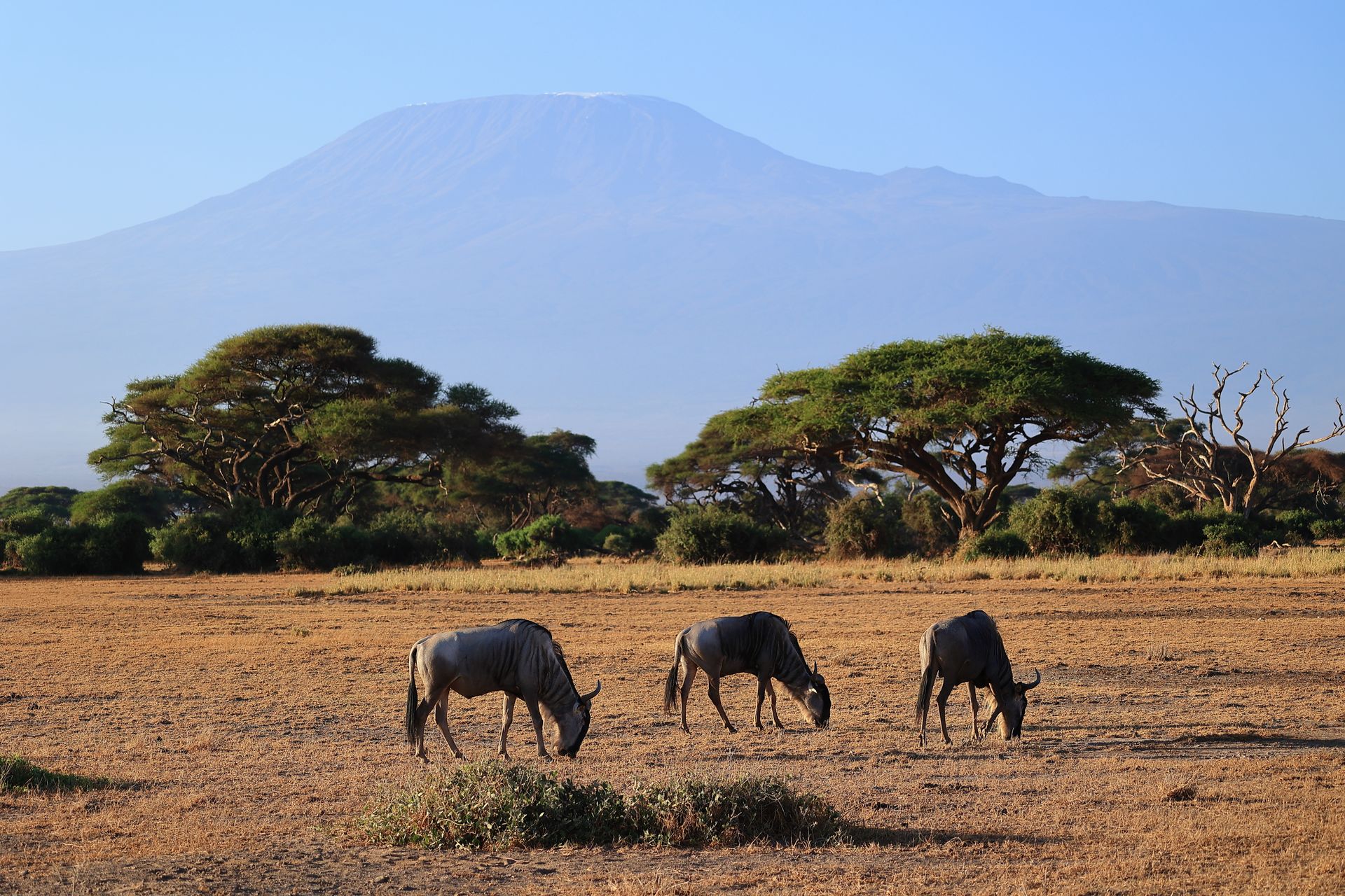 Amboseli