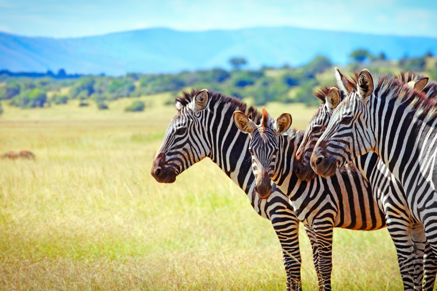 Akagera National Park landscape