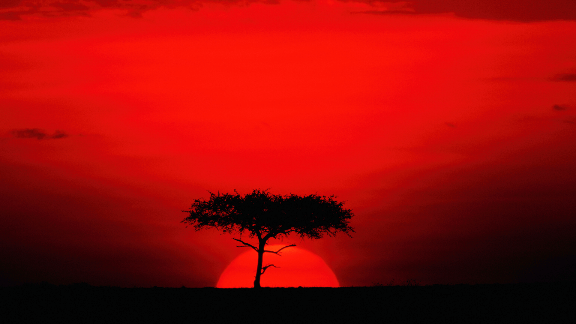 Lone acacia tree silhouetted against a red East African sunset