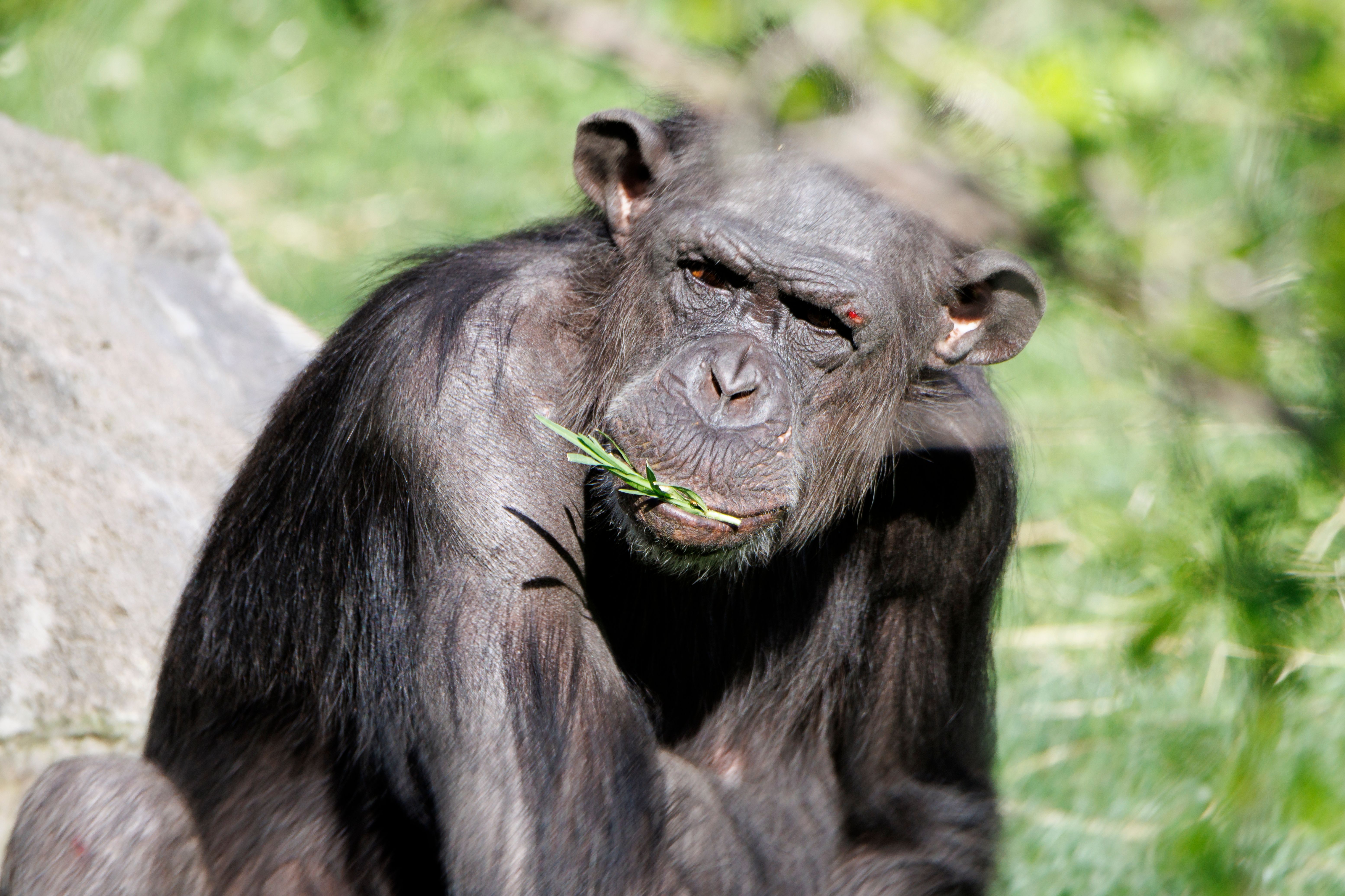 Uganda Gorillas & Chimpanzees — Best Budget Safari