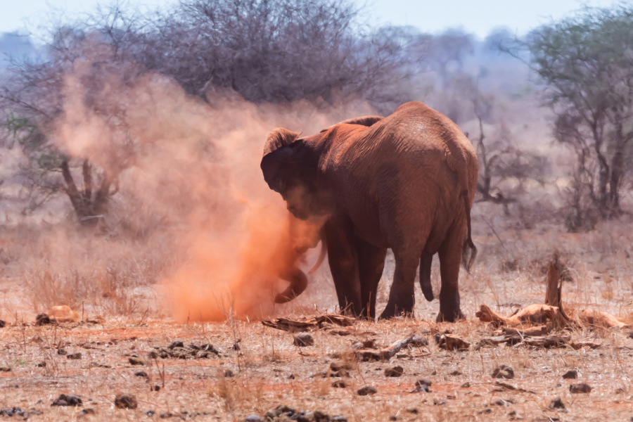 Elephant and lion cub in dusty Kenyan savannah
