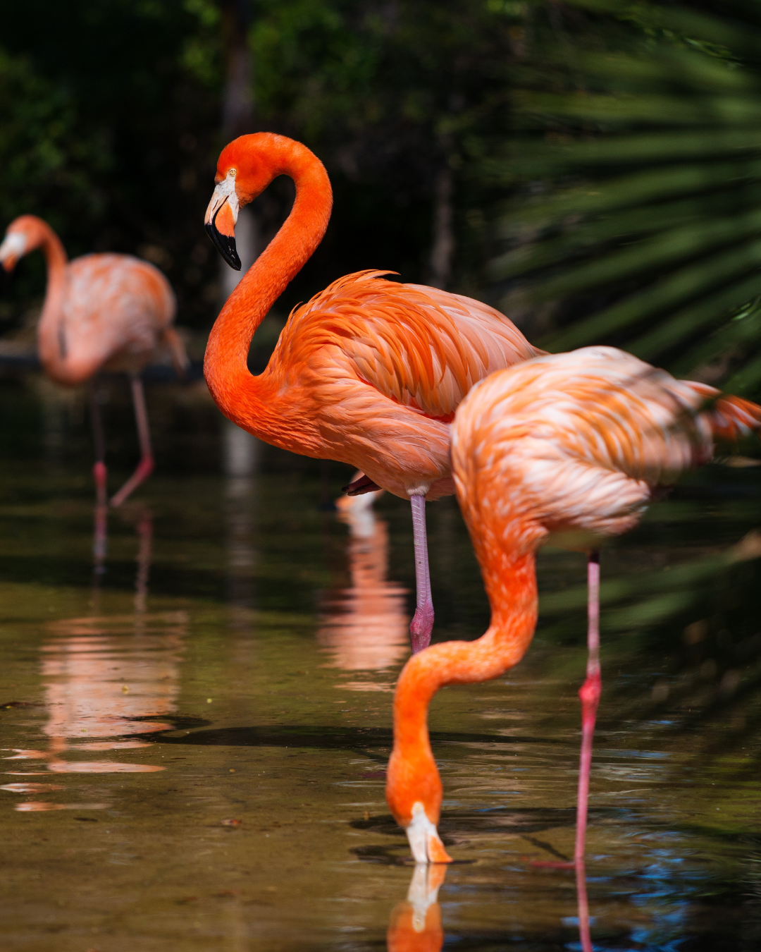 Flamingos wading in shallow water at golden hour