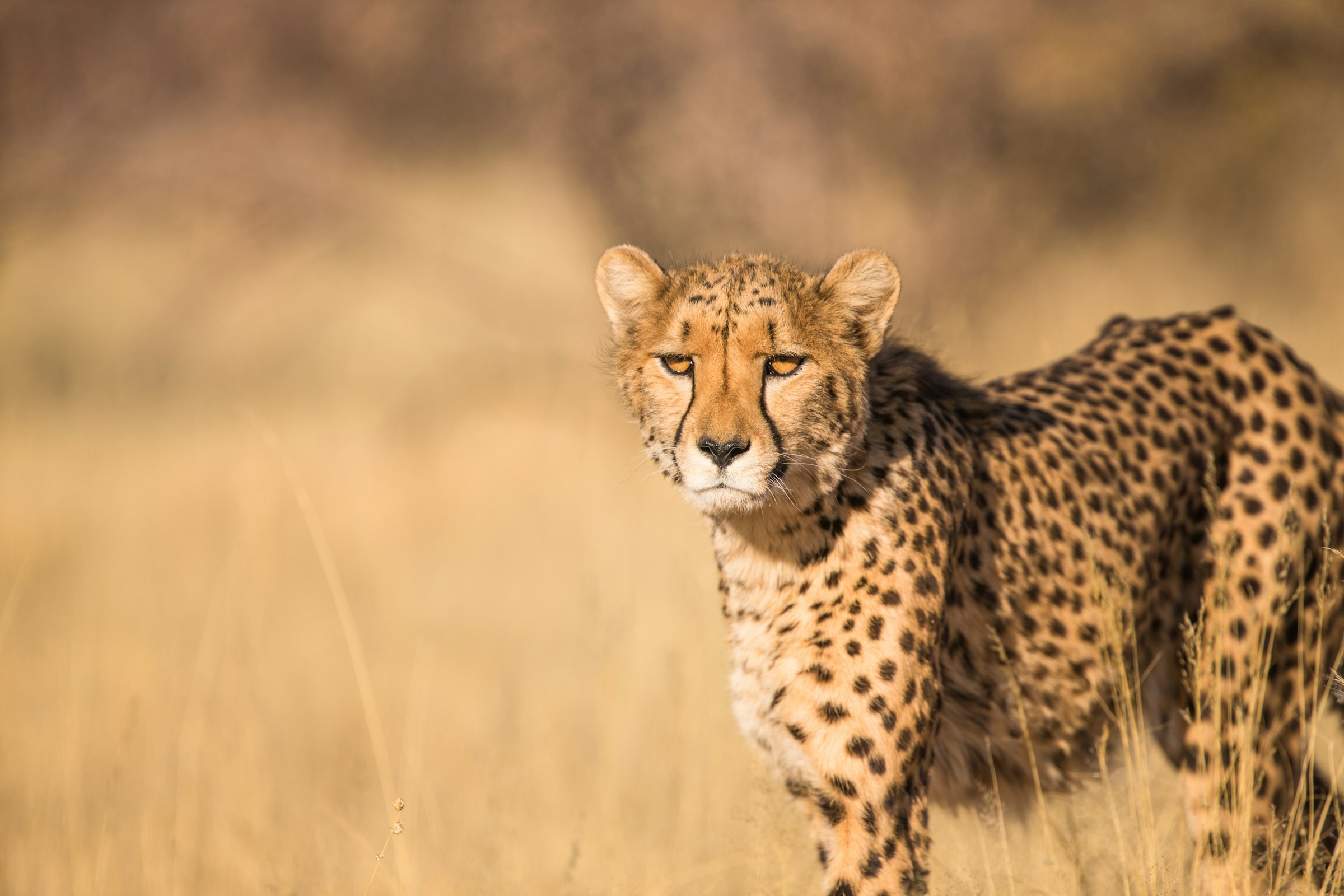 Maasai Mara