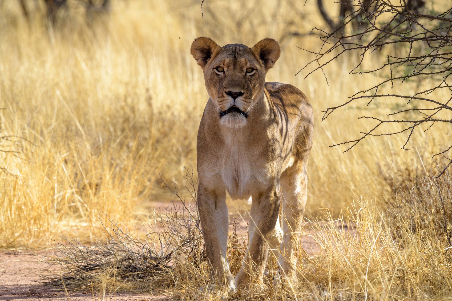 Lion in Tsavo
