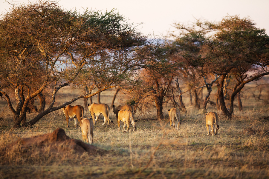 Serengeti plains at golden hour