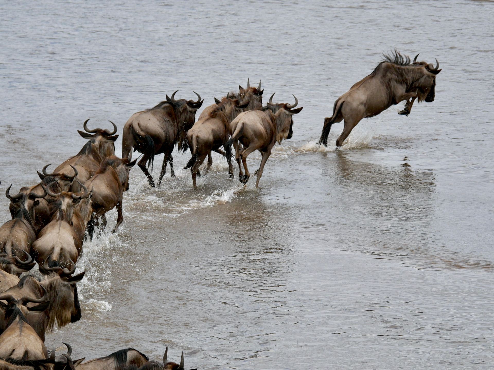 Maasai Mara River