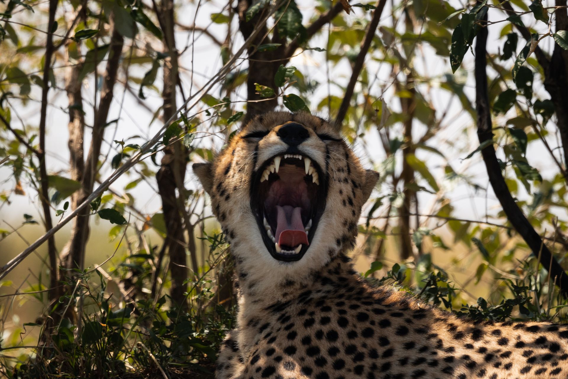 Tsavo West