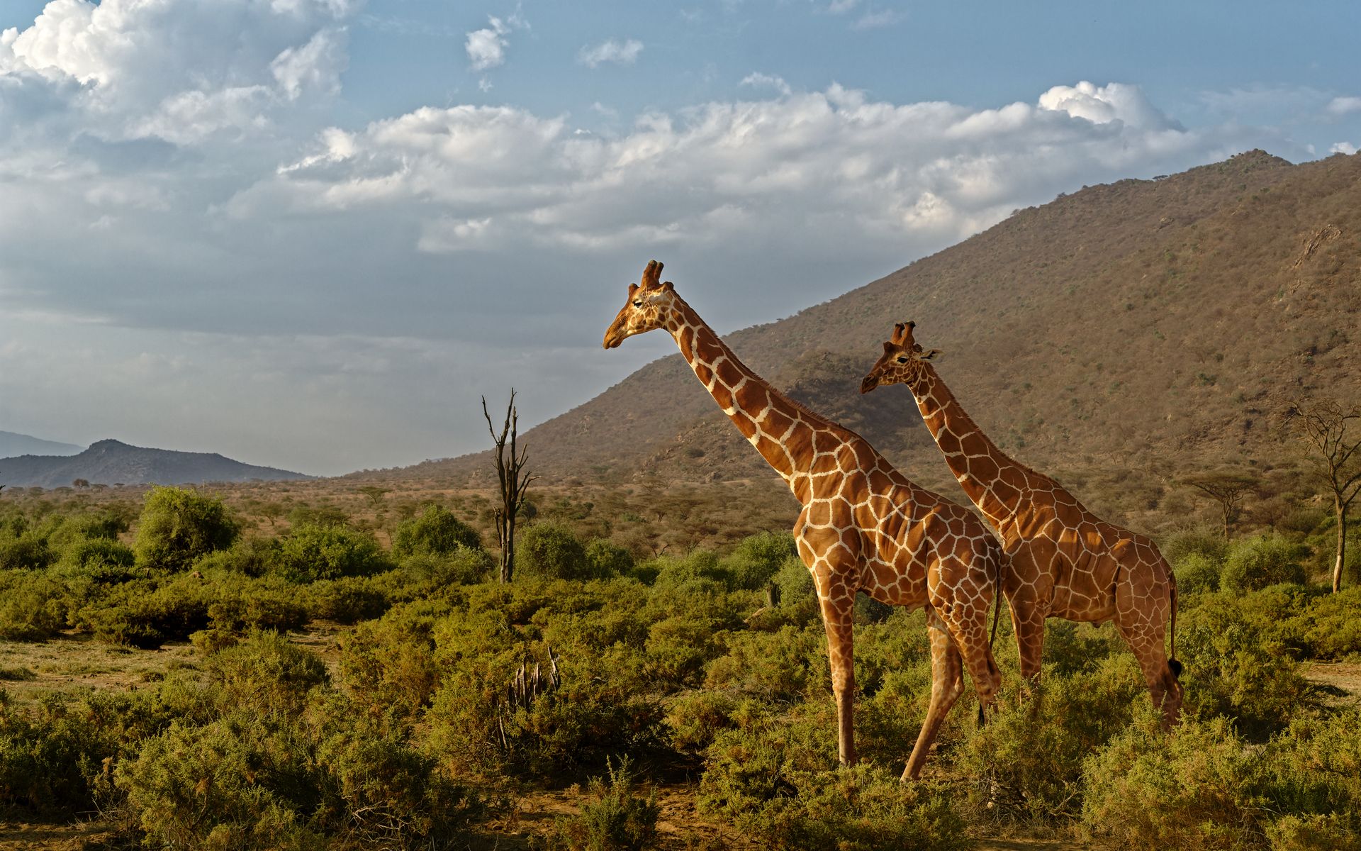 Game Drive
