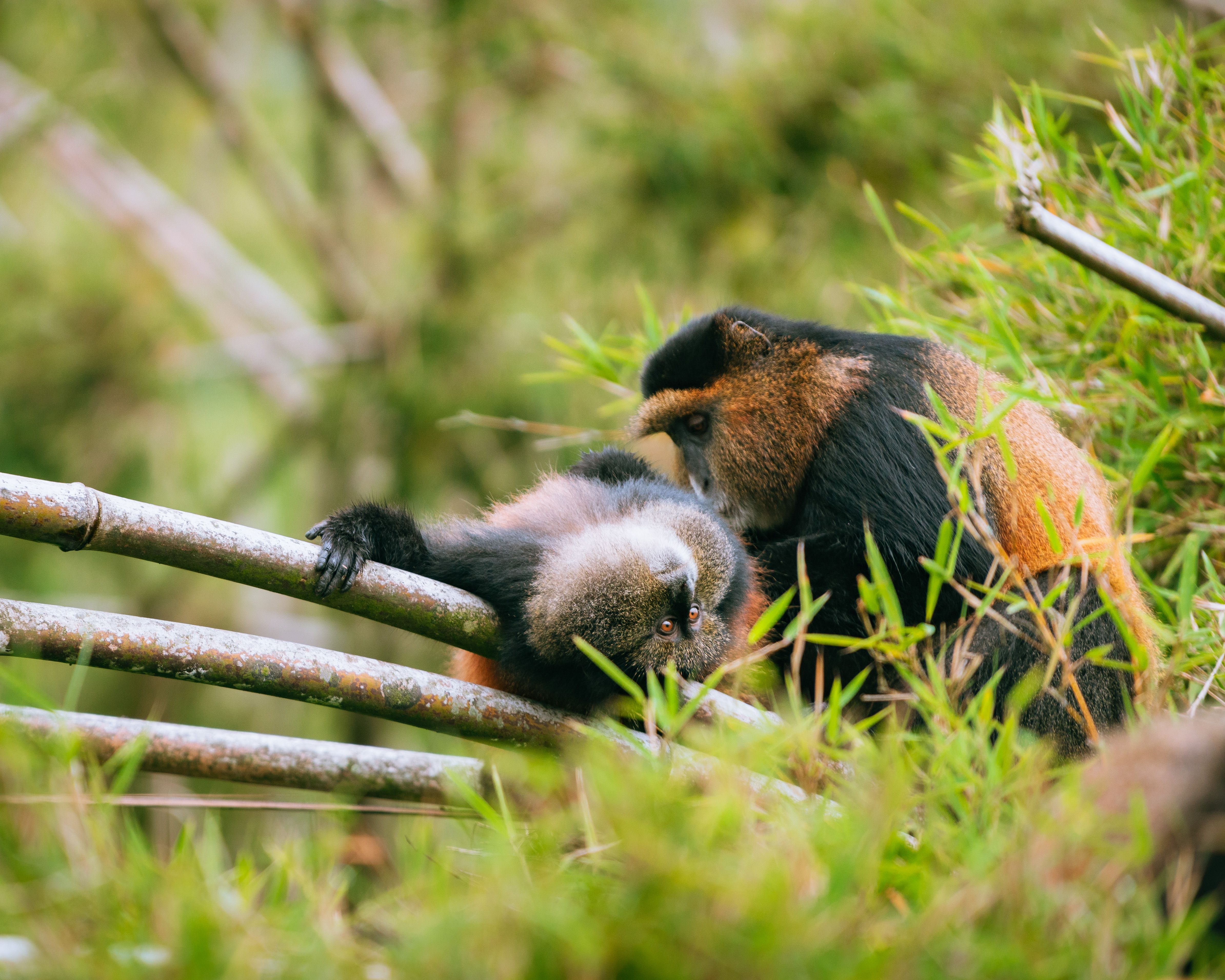 Rwanda Golden Monkeys