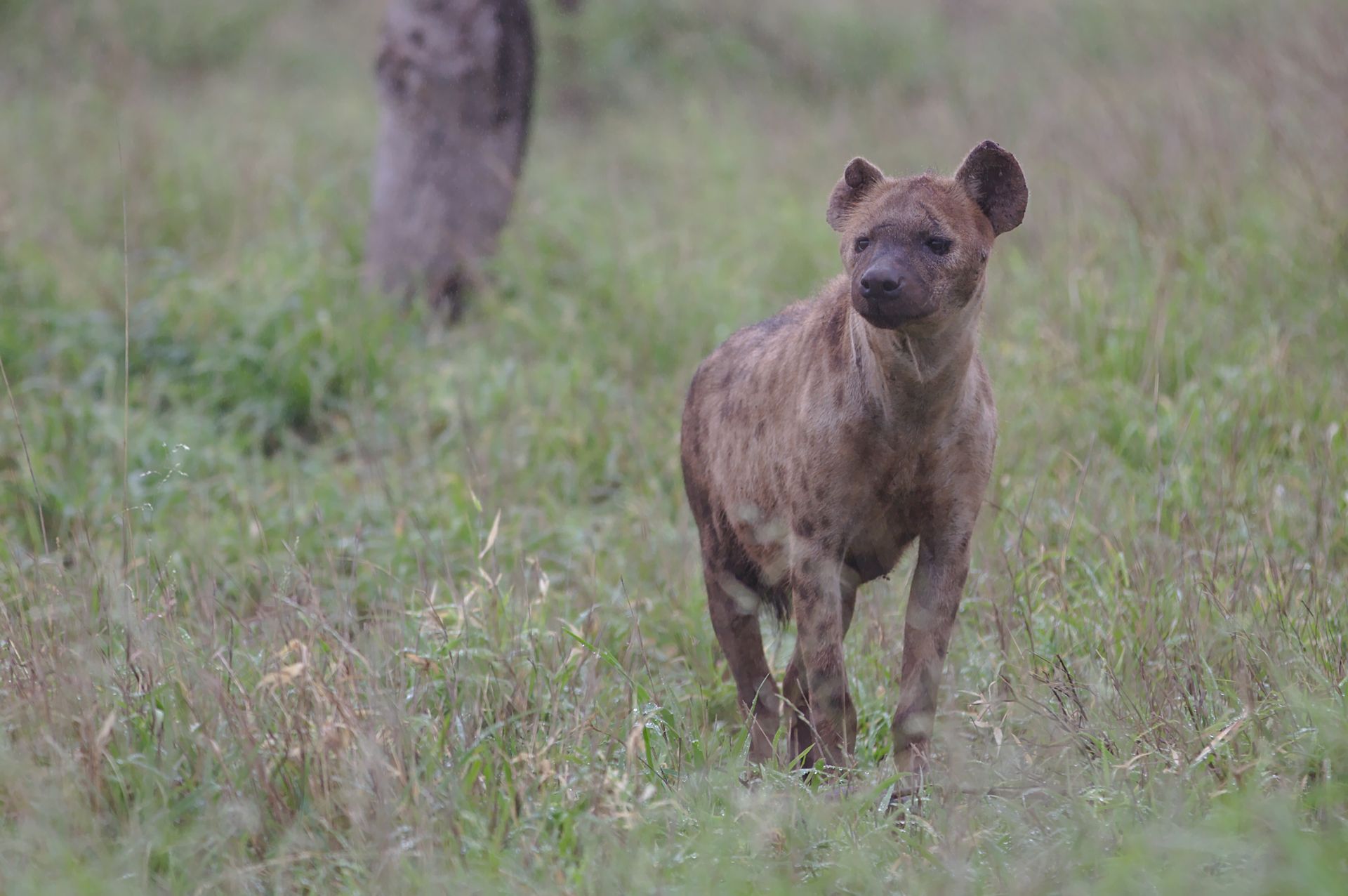 Hyena