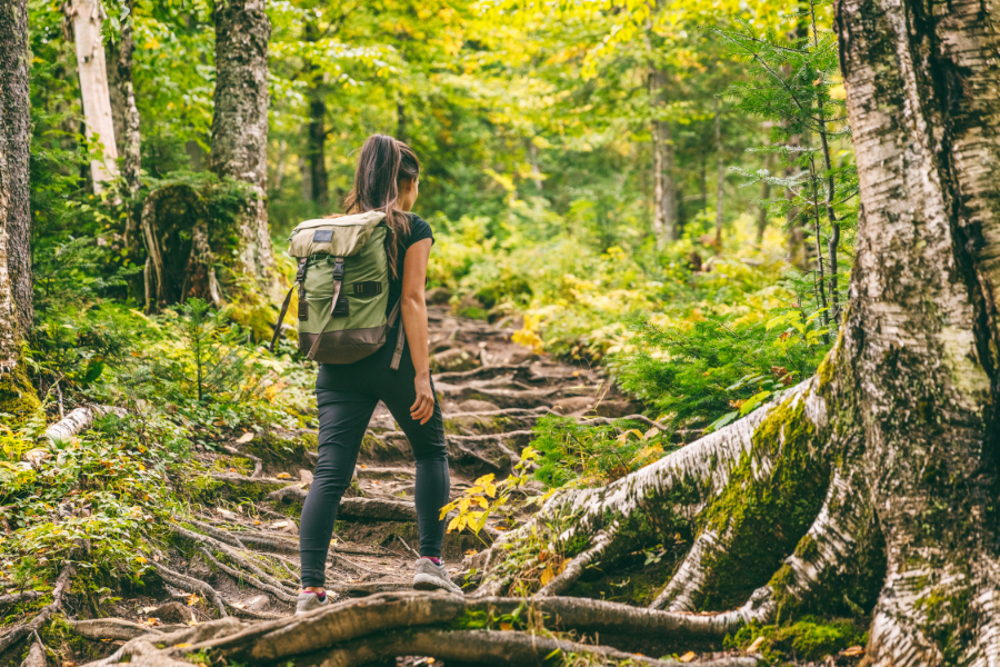 Trekking through highland forest