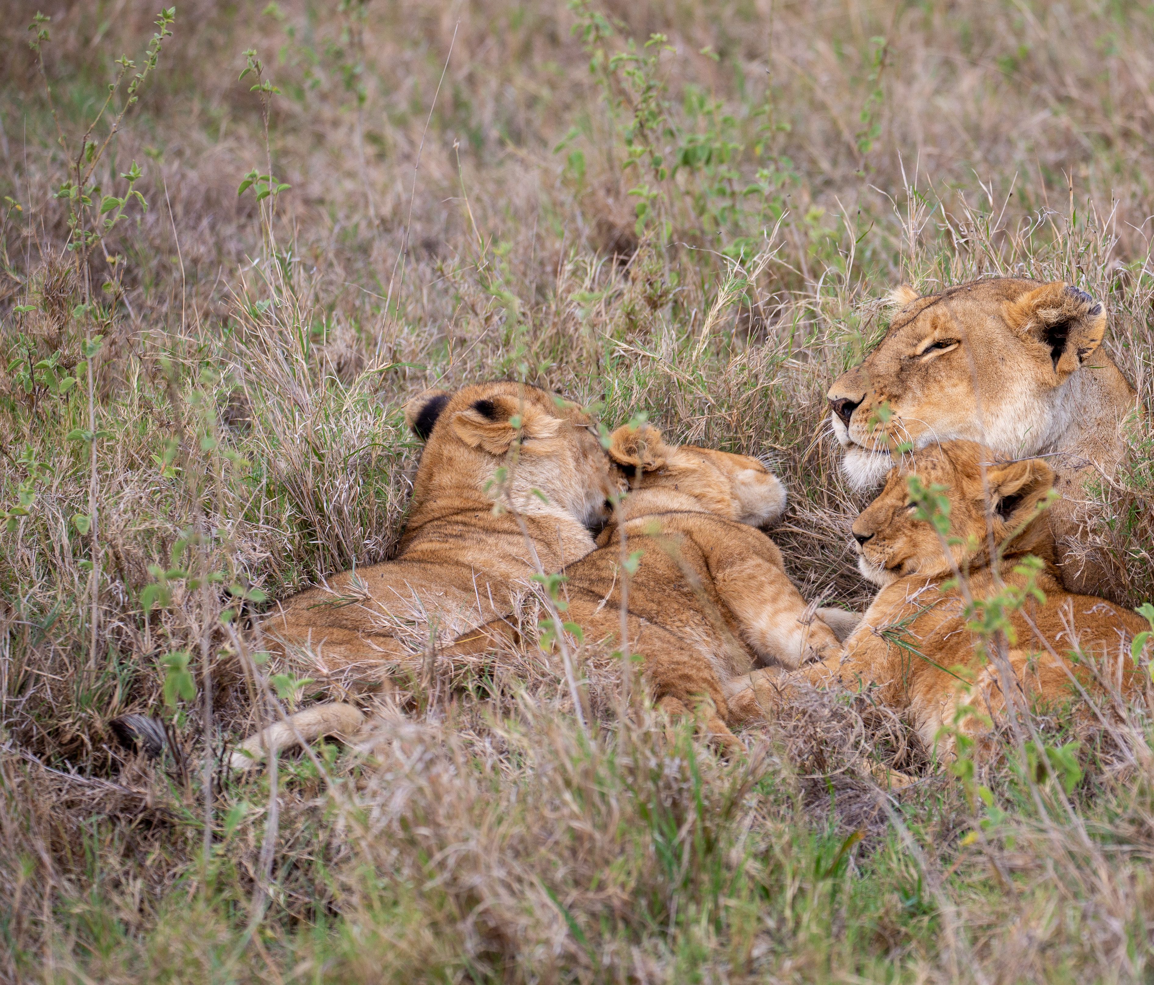 Maasai Mara