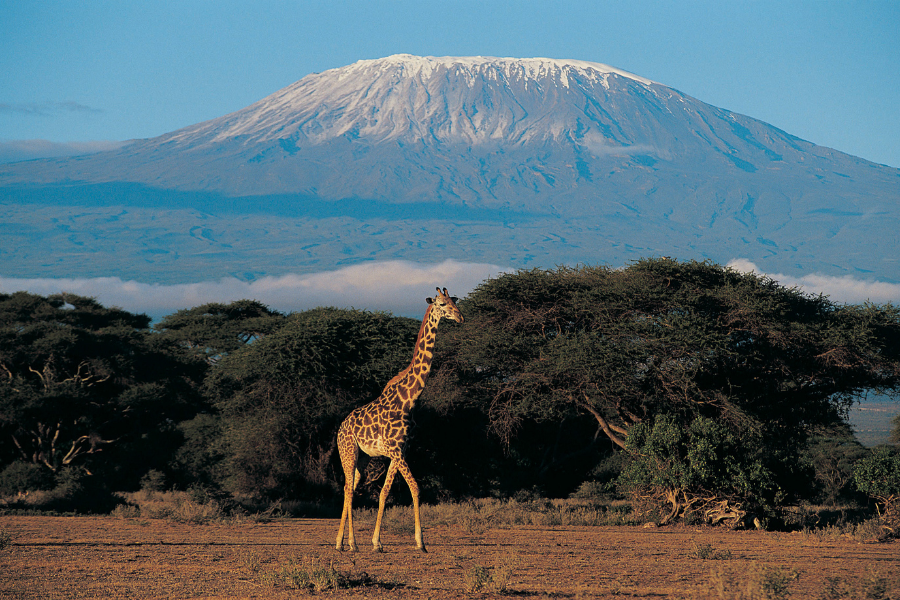 Elephant herd with Mount Kilimanjaro in the background, Amboseli