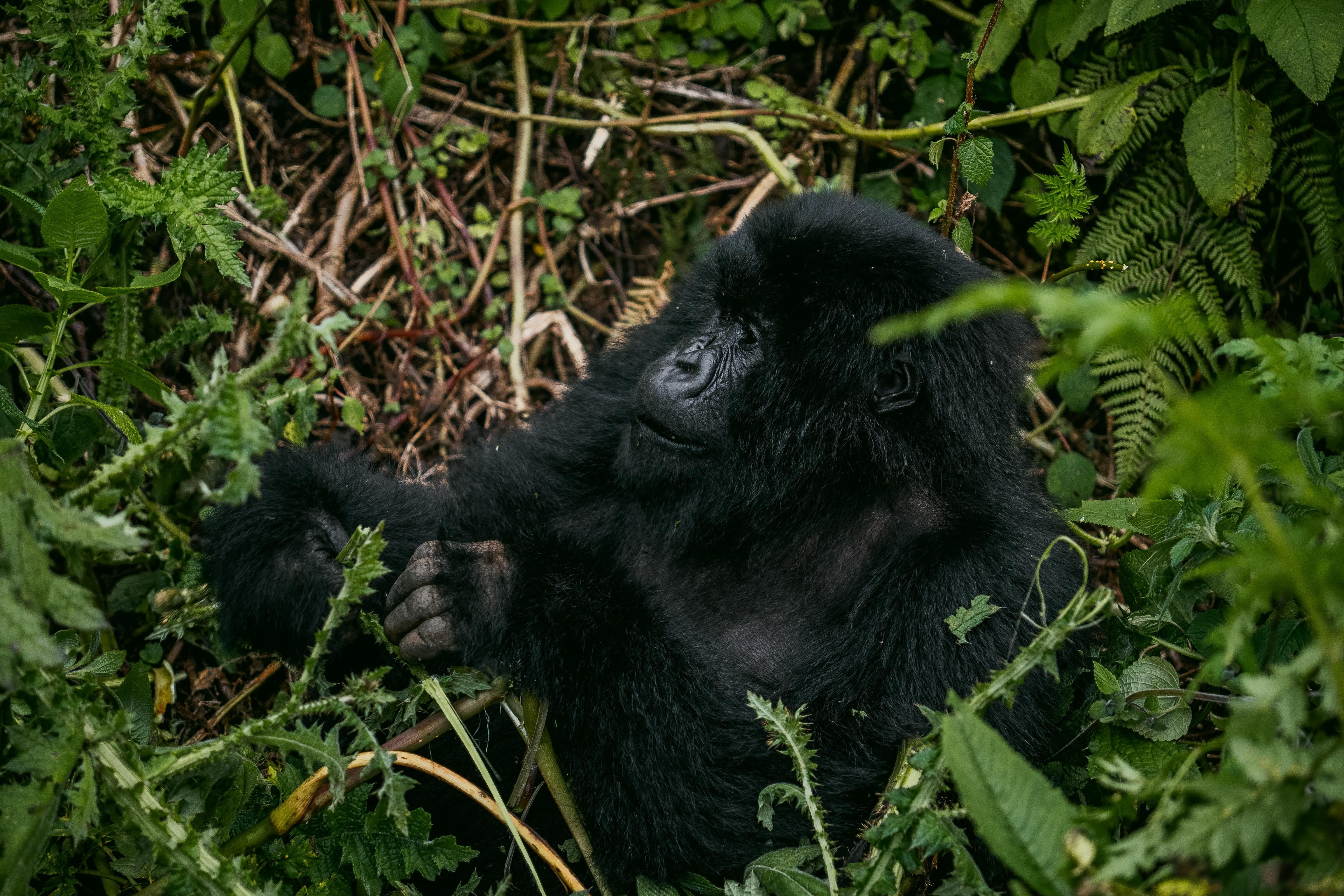 Gorillas & Chimpanzees