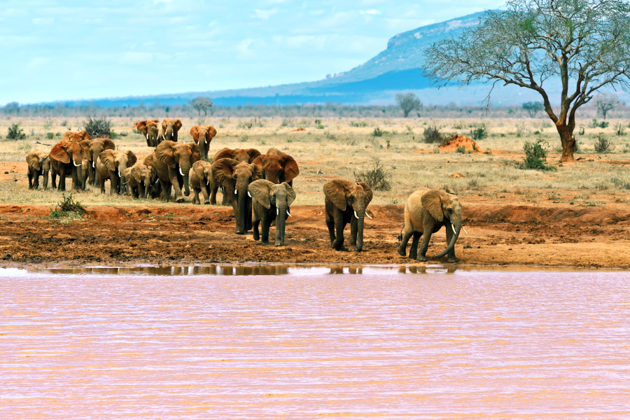Elephants in the red dust of Tsavo, with lions nearby