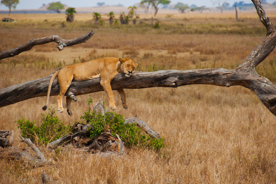 Lion