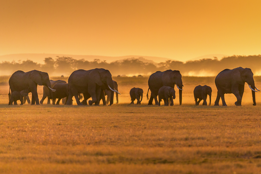 Elephant herd among baobab trees, Tarangire