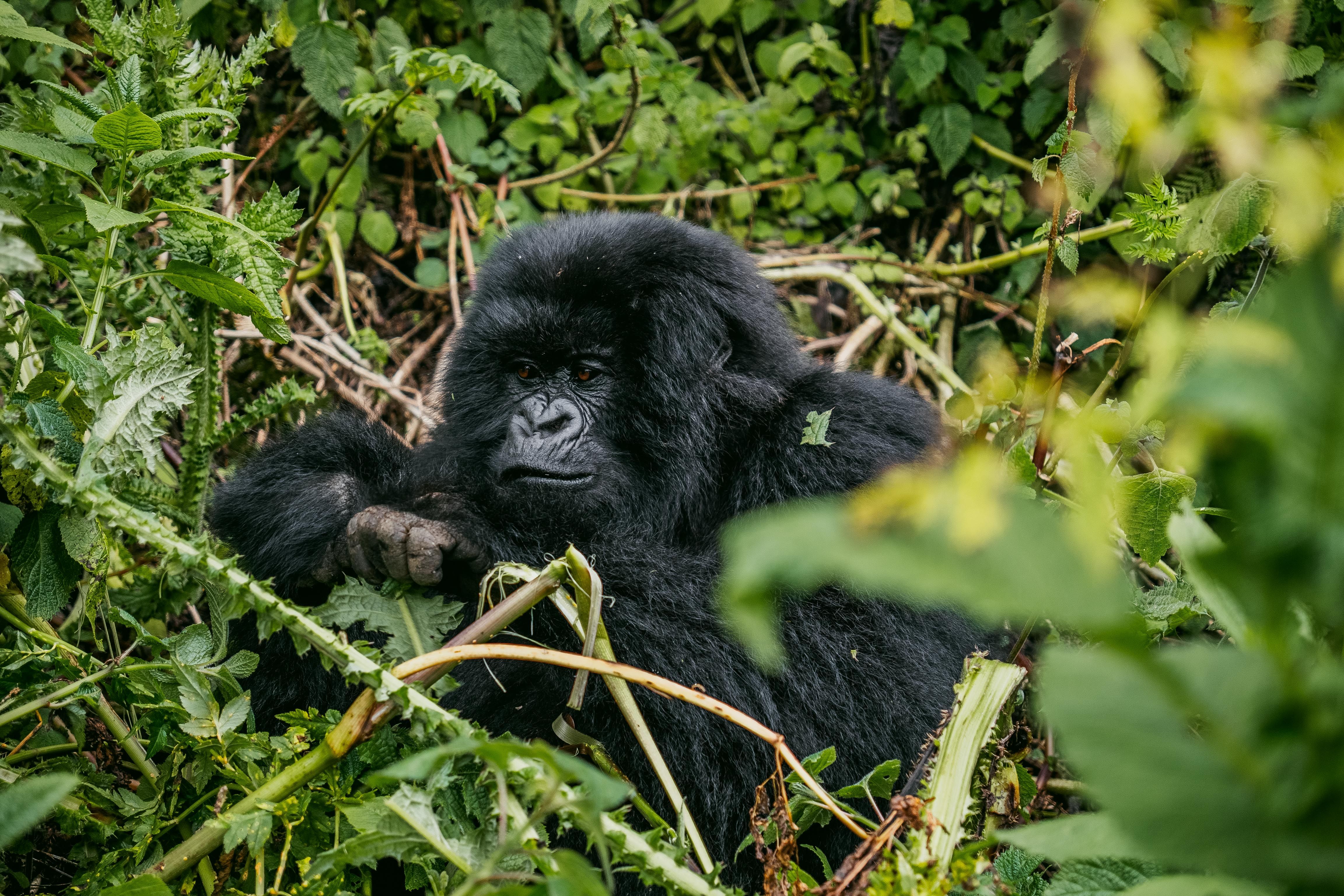 Rwanda Gorilla