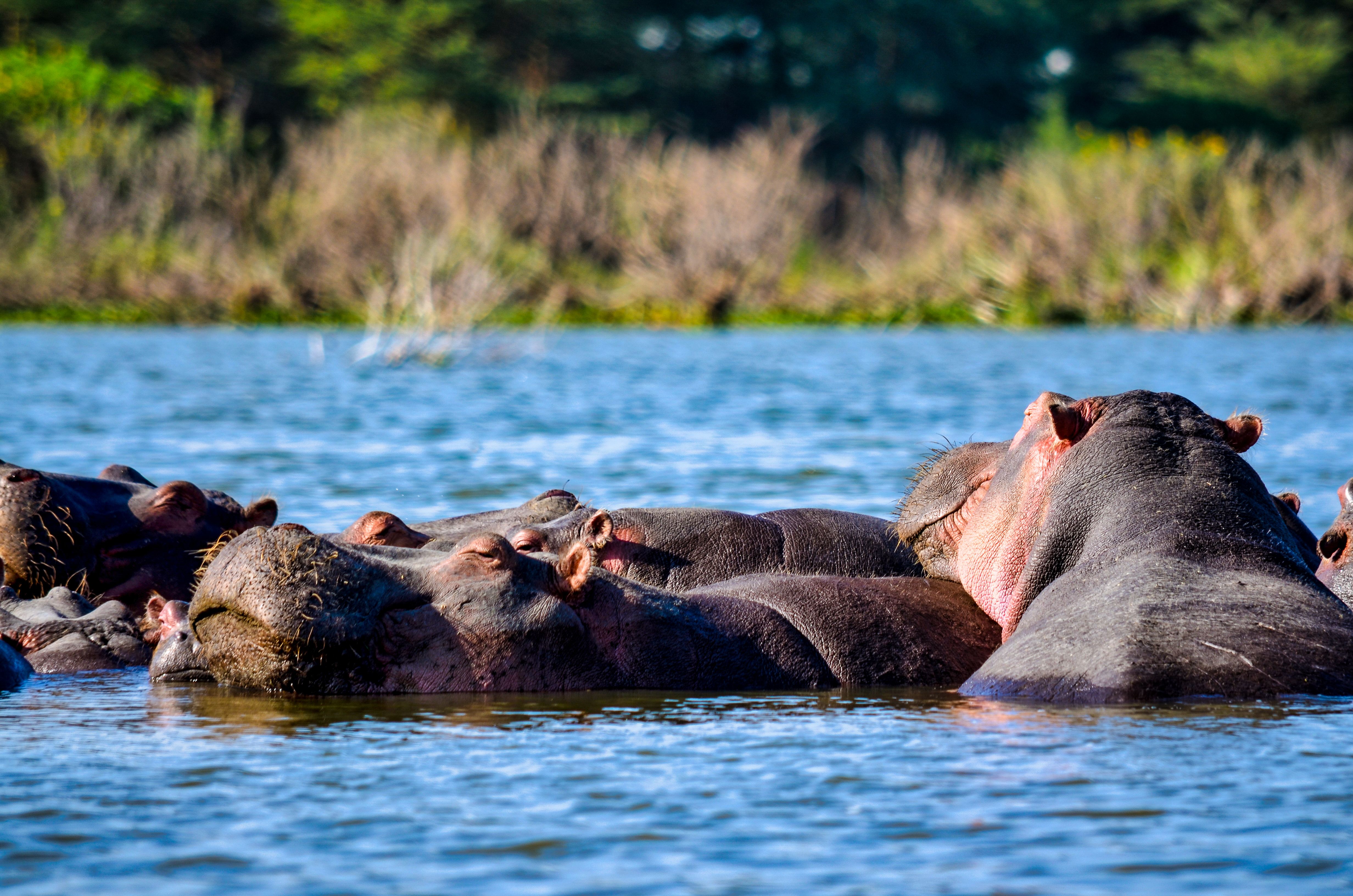 Lake Nakuru