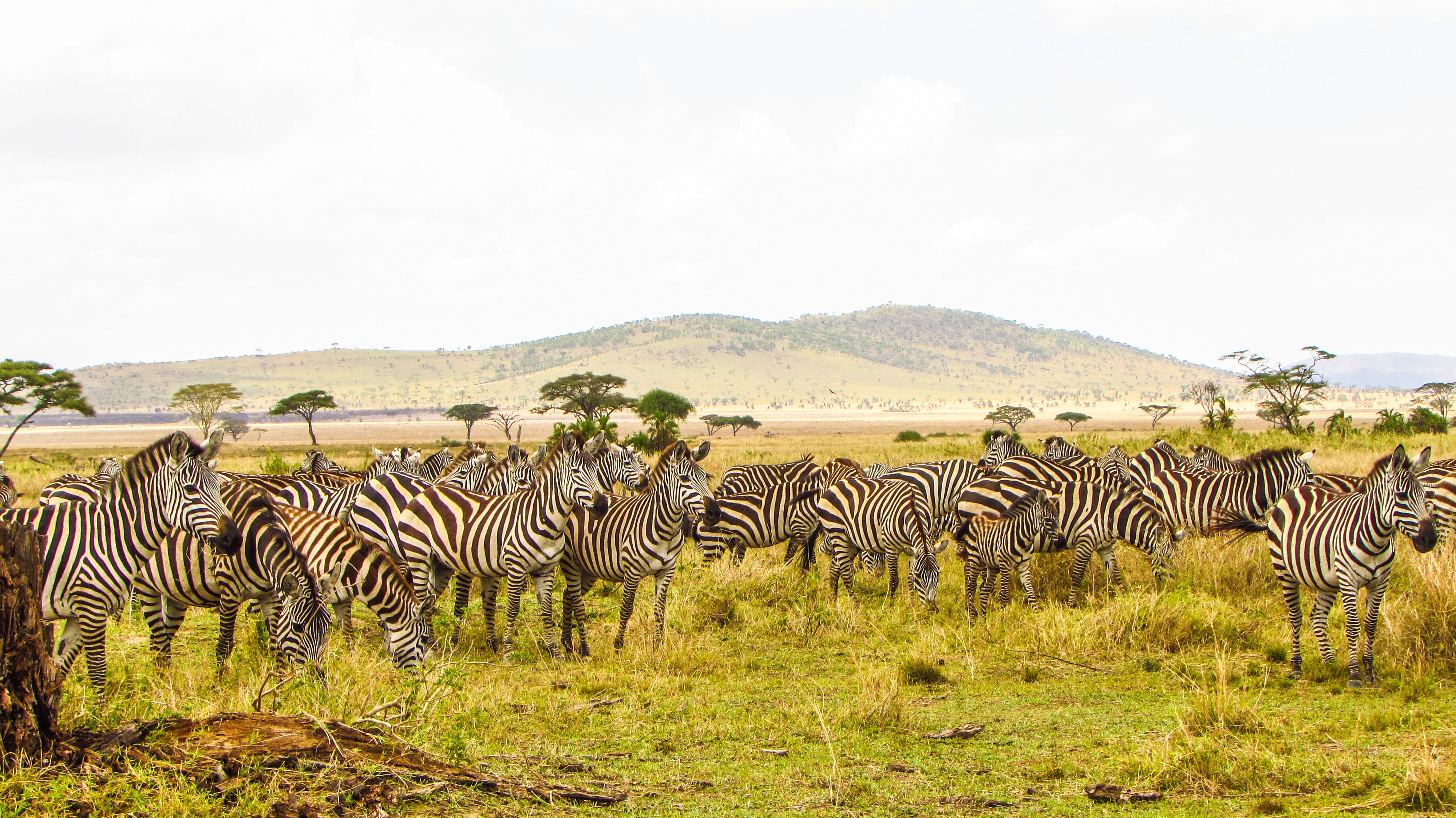 Best of Kenya & Tanzania — Nakuru, Mara, Serengeti & Amboseli