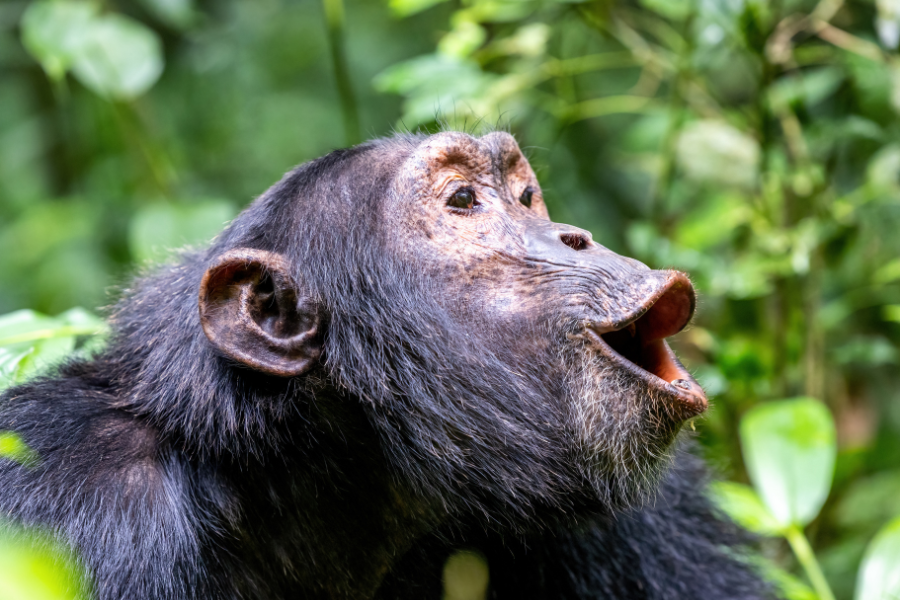 Chimpanzee in Kibale Forest