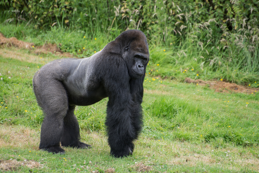 Mountain gorilla in Bwindi Impenetrable Forest