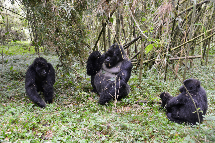Mountain gorilla family, Volcanoes National Park
