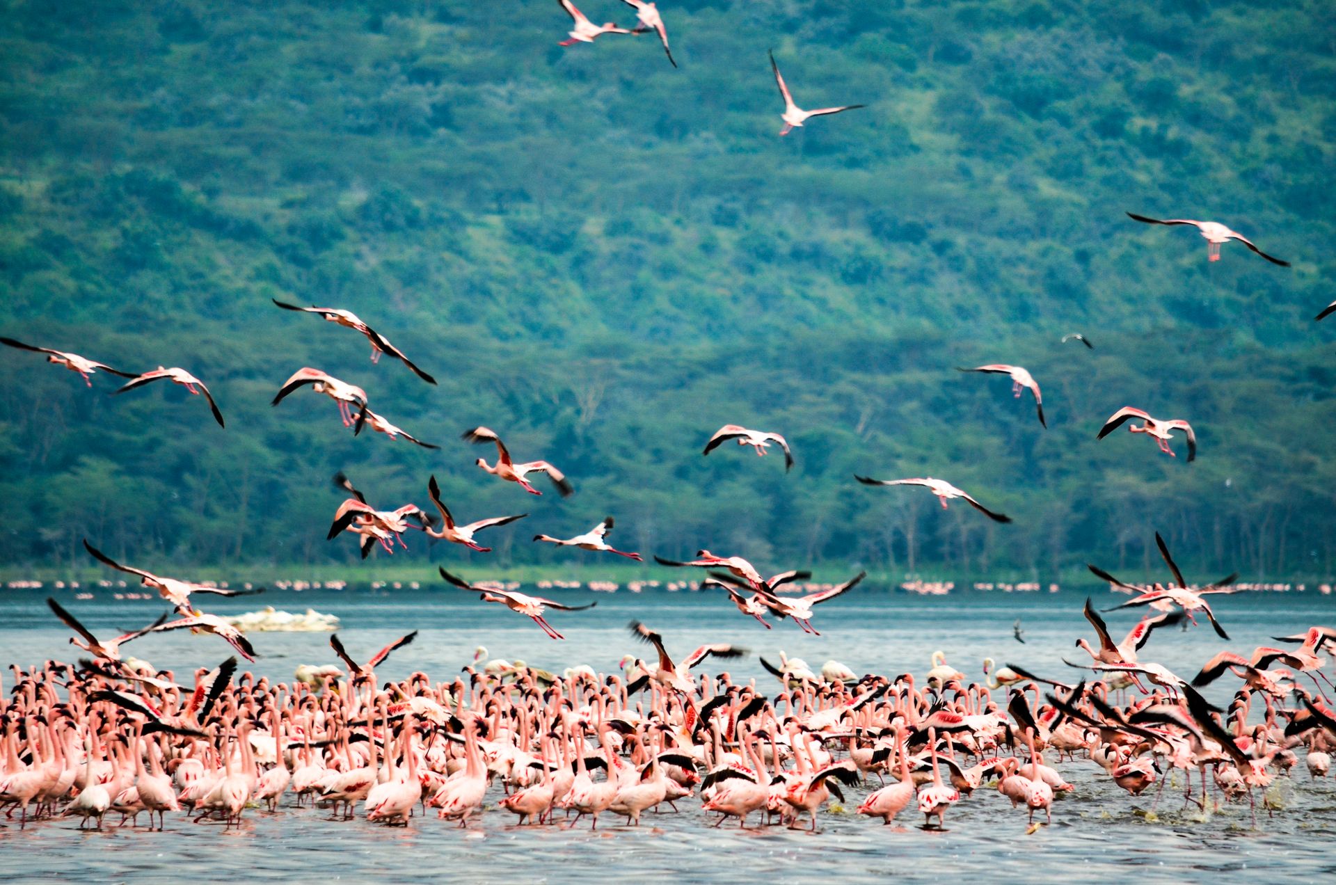 Flamingo