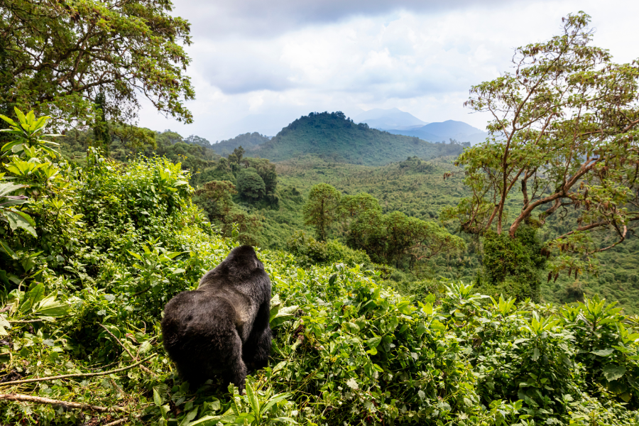 Rwanda destination hero