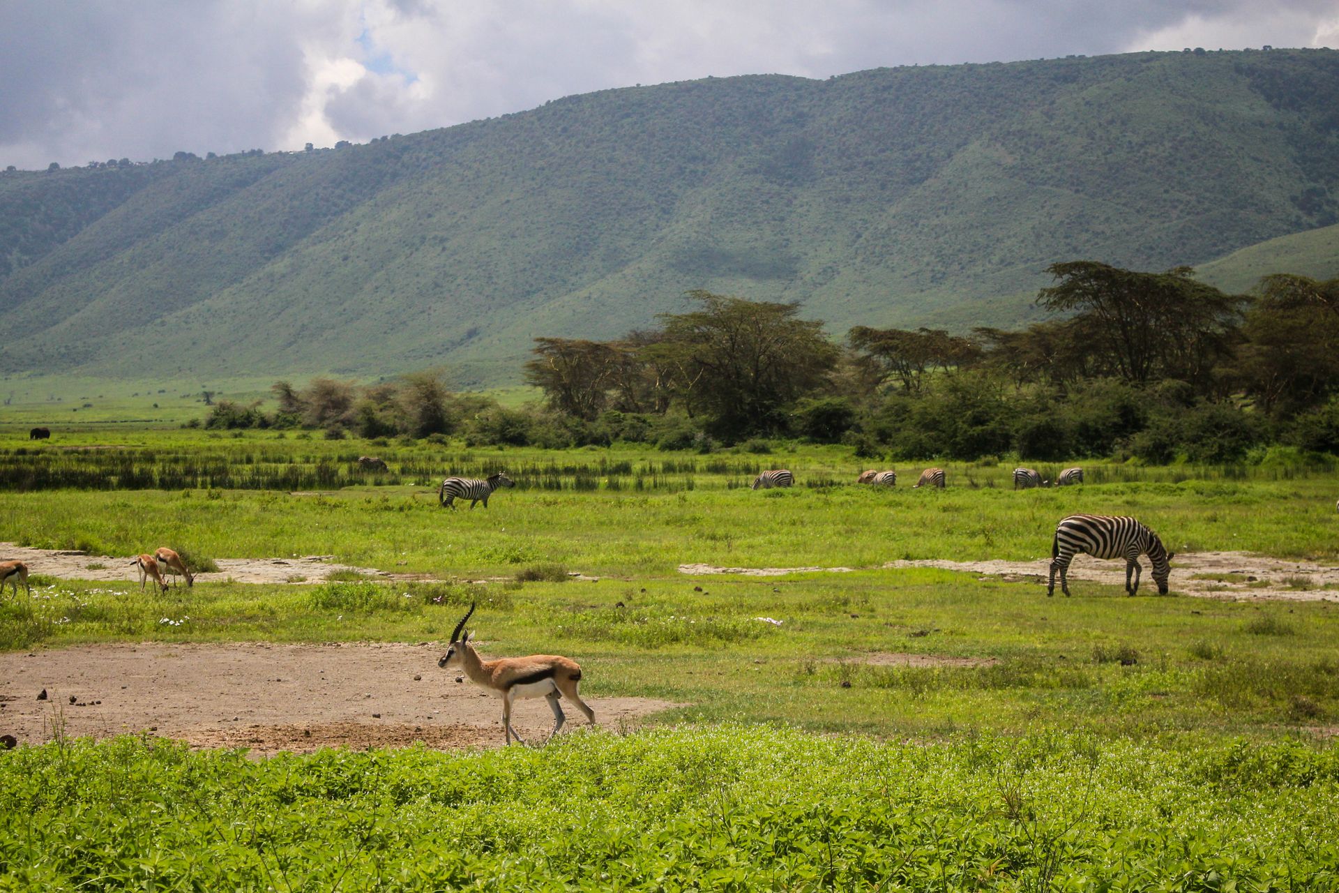 Kenya & Tanzania Combined Safari via Amboseli