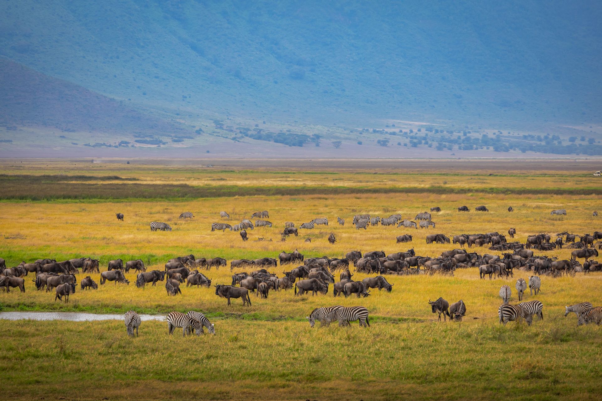 Serengeti