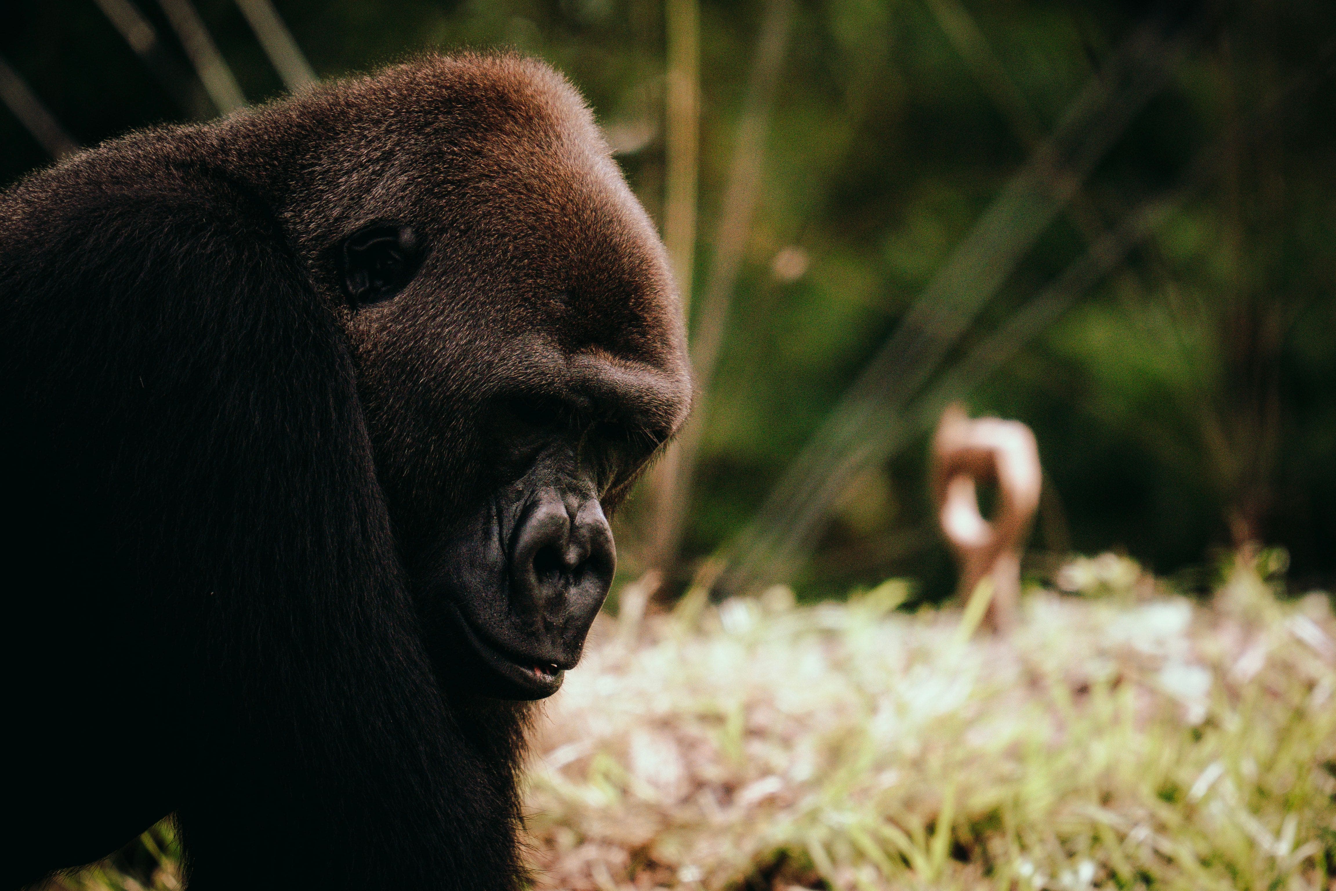 Gorillas & Chimpanzees