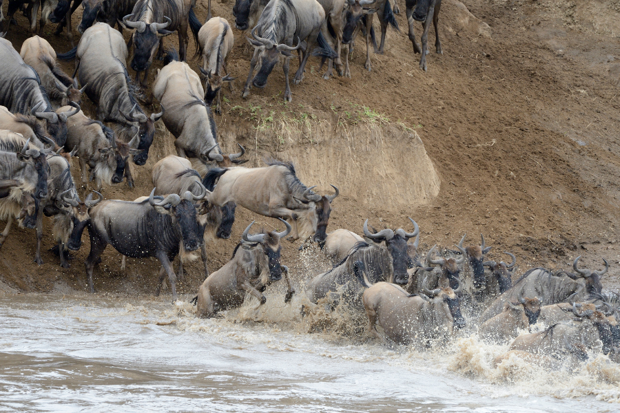Wildebeest herd crossing a river in dust and spray