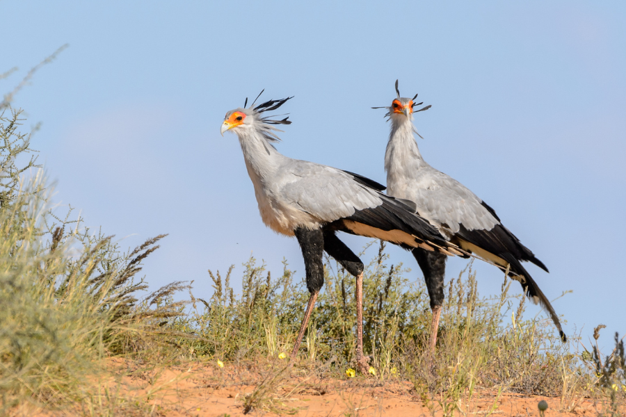 Birding