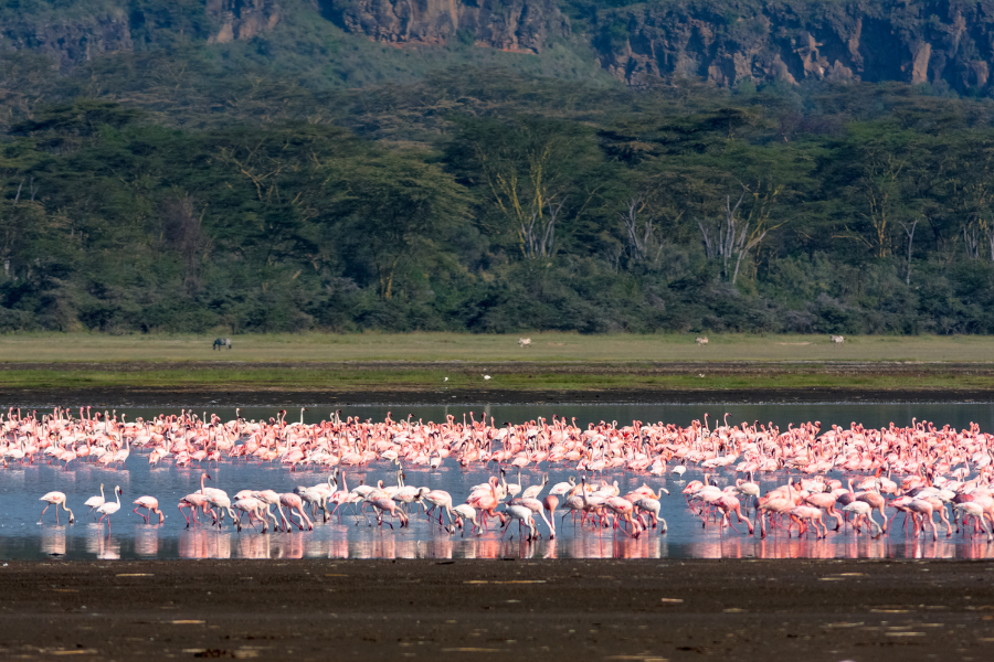 Flamingos taking flight over Lake Nakuru at dusk