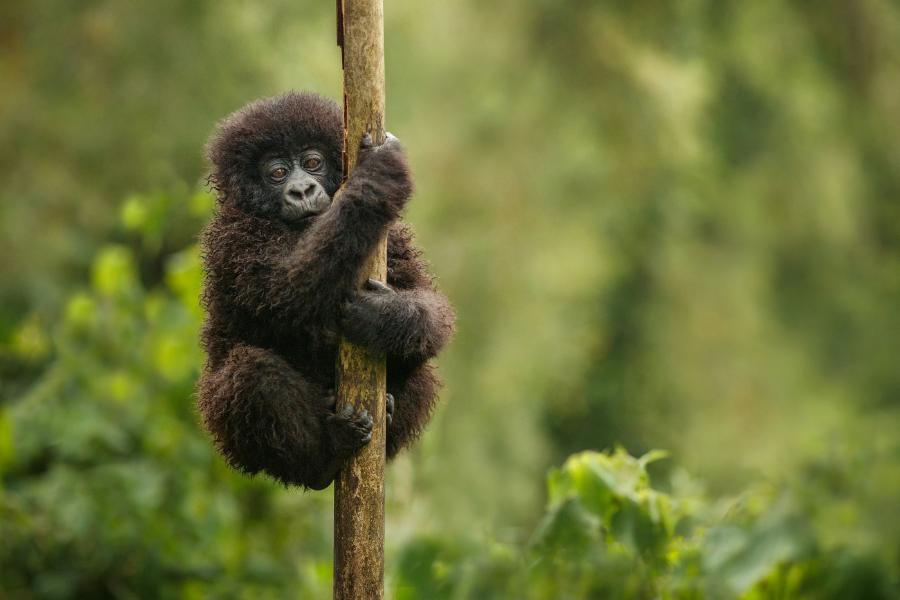Goril baby Uganda