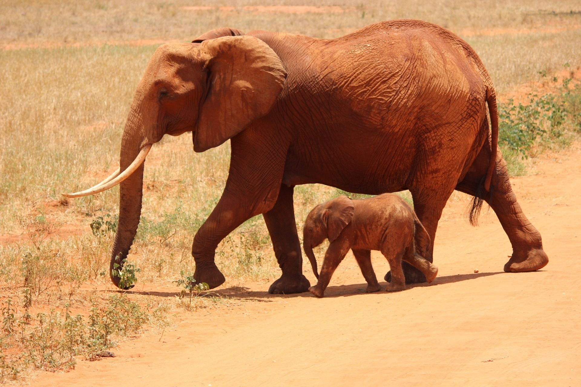 Elephant in Tsavo East