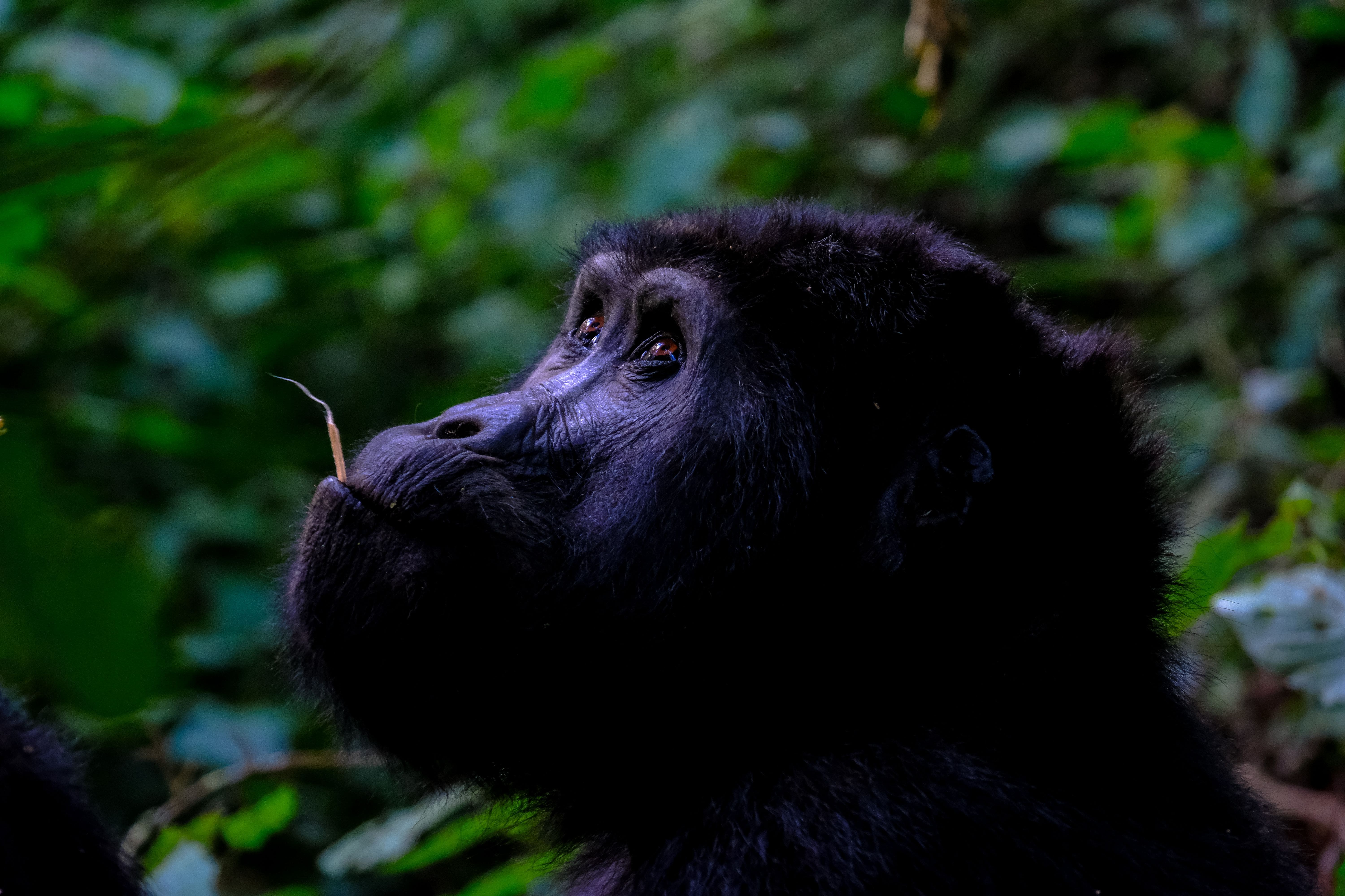 Gorillas & Chimpanzees