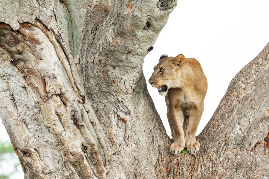 Tree-climbing lion, Queen Elizabeth National Park